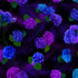 Hydrangea-Black Tossed