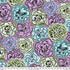 Picotee Carnations-Contrast