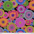 Gerbera Daises-Dark
