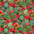 Green Prickly Pear Cactus